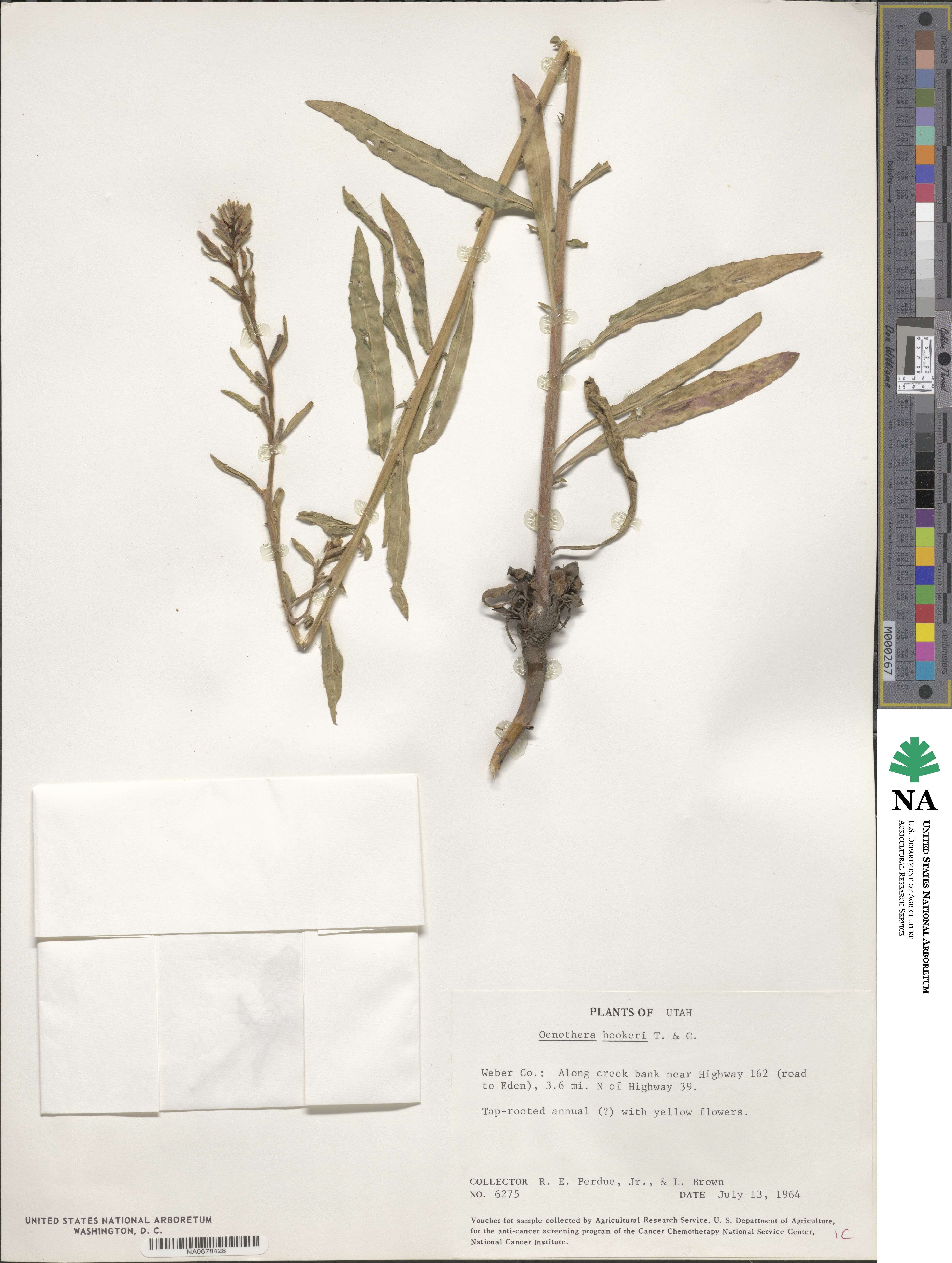 Oenothera elata subsp. hookeri image