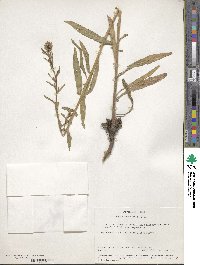 Oenothera elata image