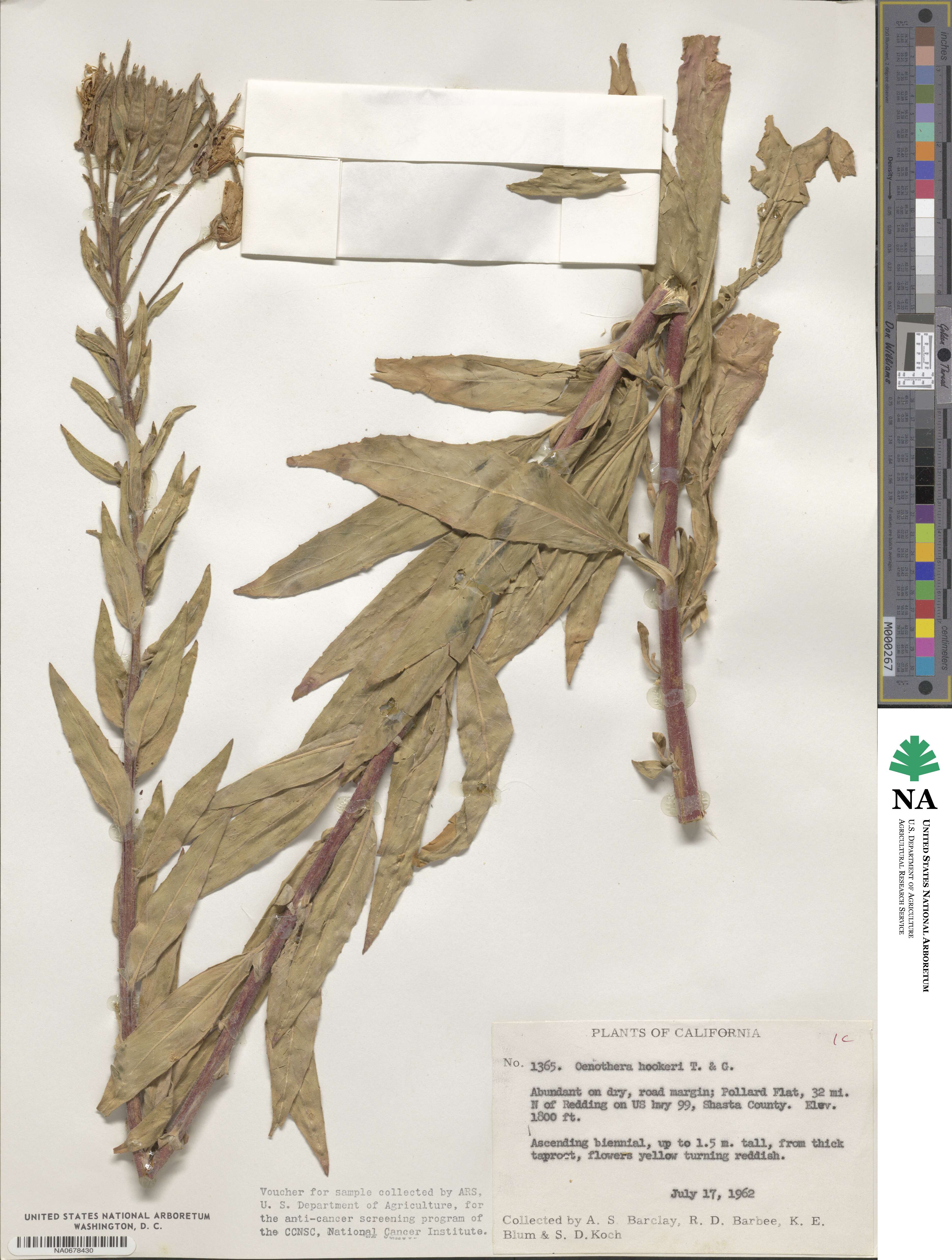 Oenothera elata subsp. hookeri image