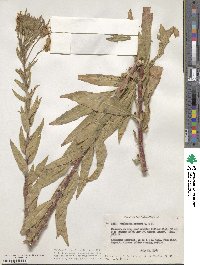 Oenothera elata subsp. hookeri image