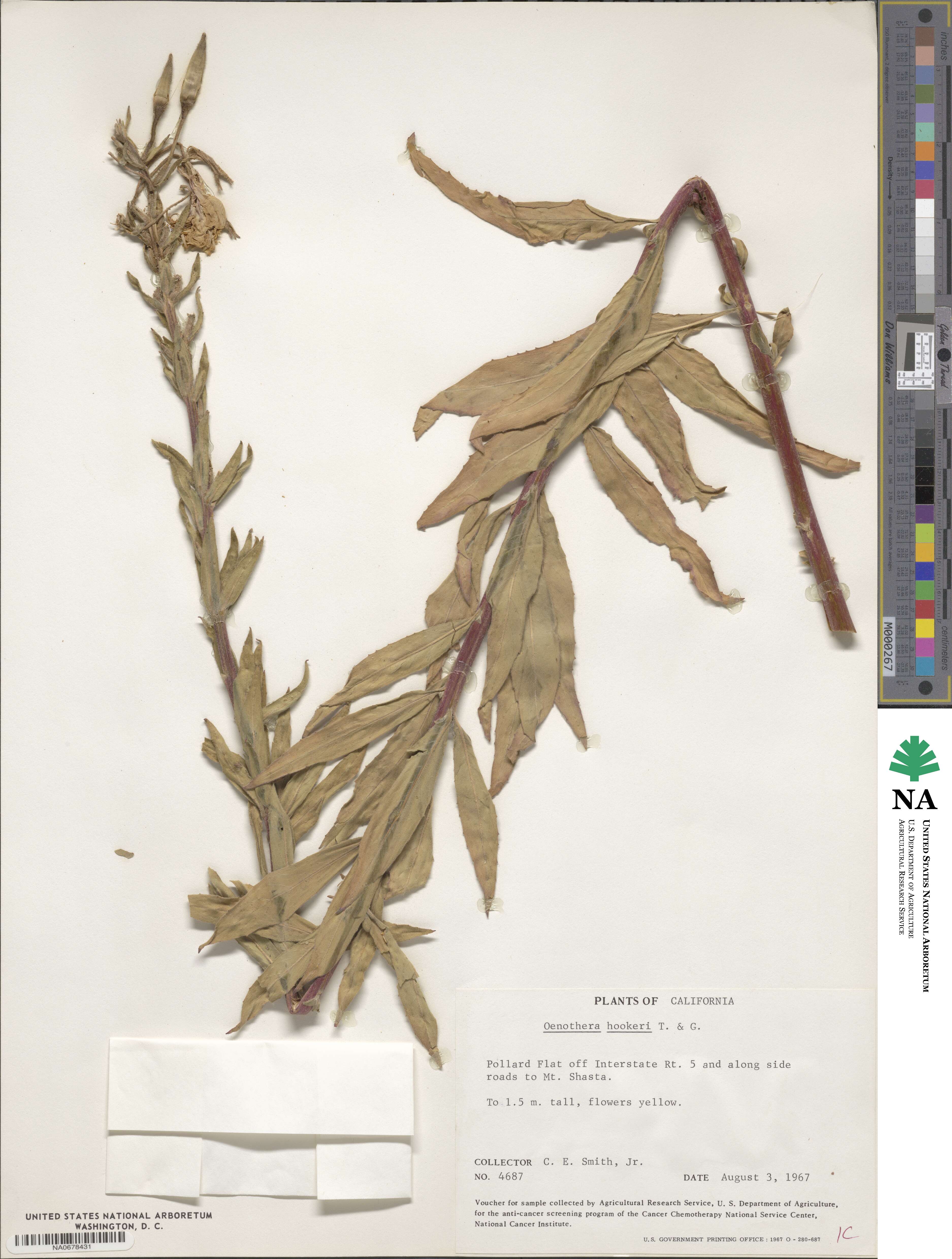 Oenothera elata subsp. hookeri image