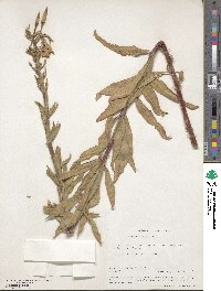 Oenothera elata subsp. hookeri image