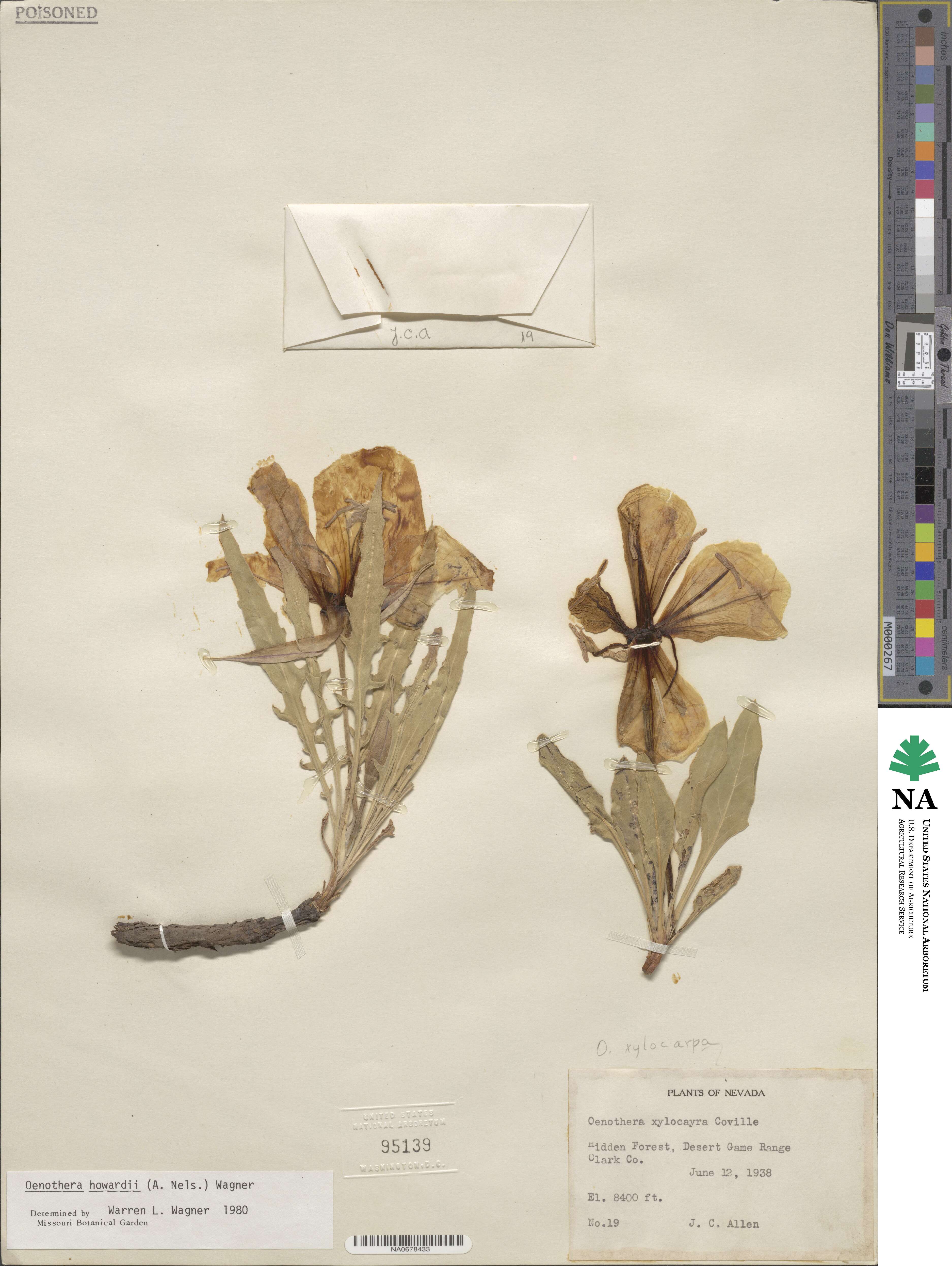 Oenothera howardii image