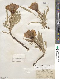 Oenothera howardii image