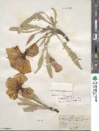 Oenothera howardii image