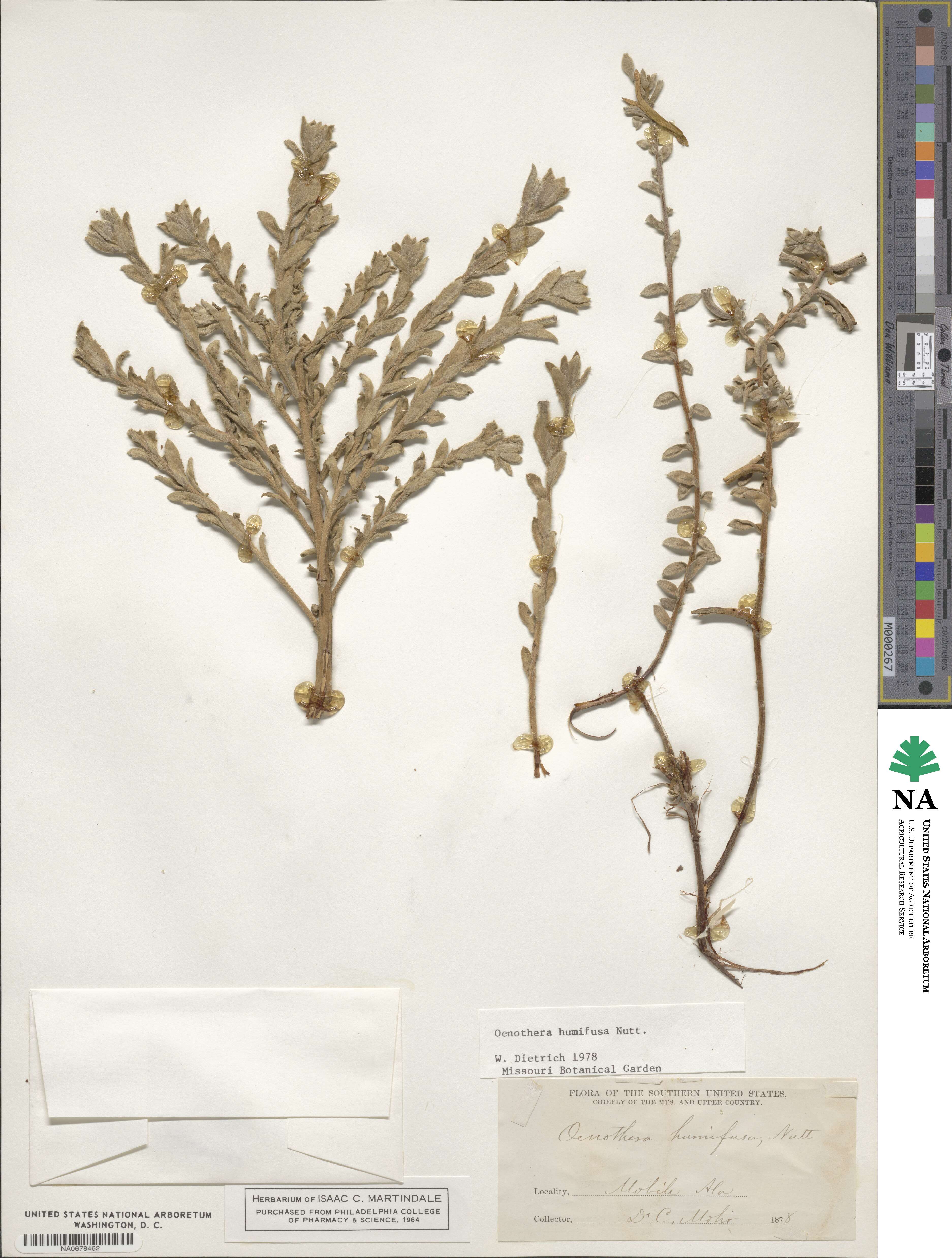 Oenothera humifusa image