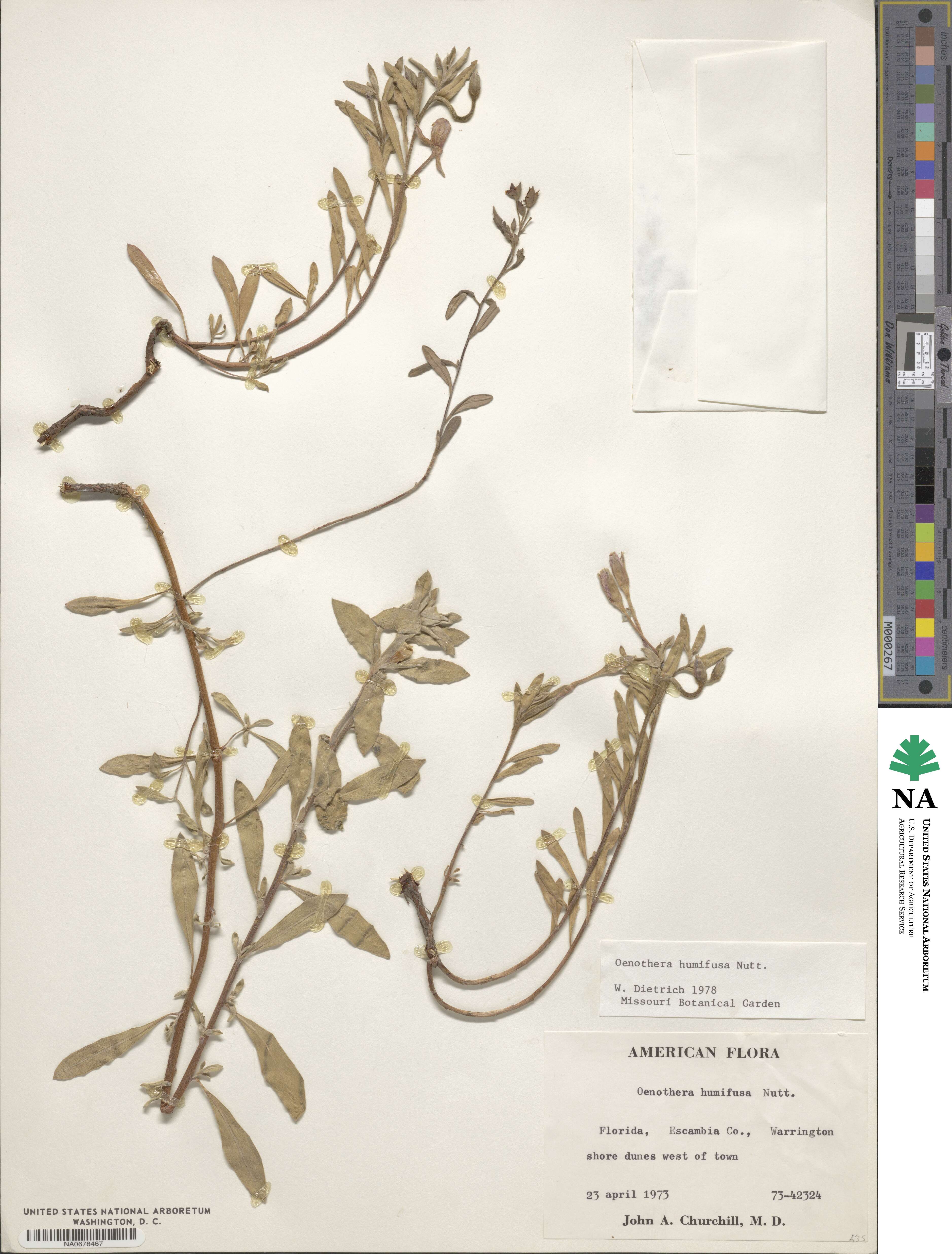 Oenothera humifusa image