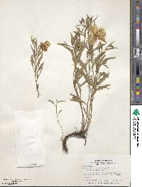 Oenothera kunthiana image