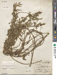 Oenothera kunthiana image