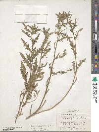 Oenothera laciniata image