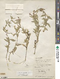 Oenothera laciniata image