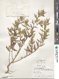 Oenothera laciniata image