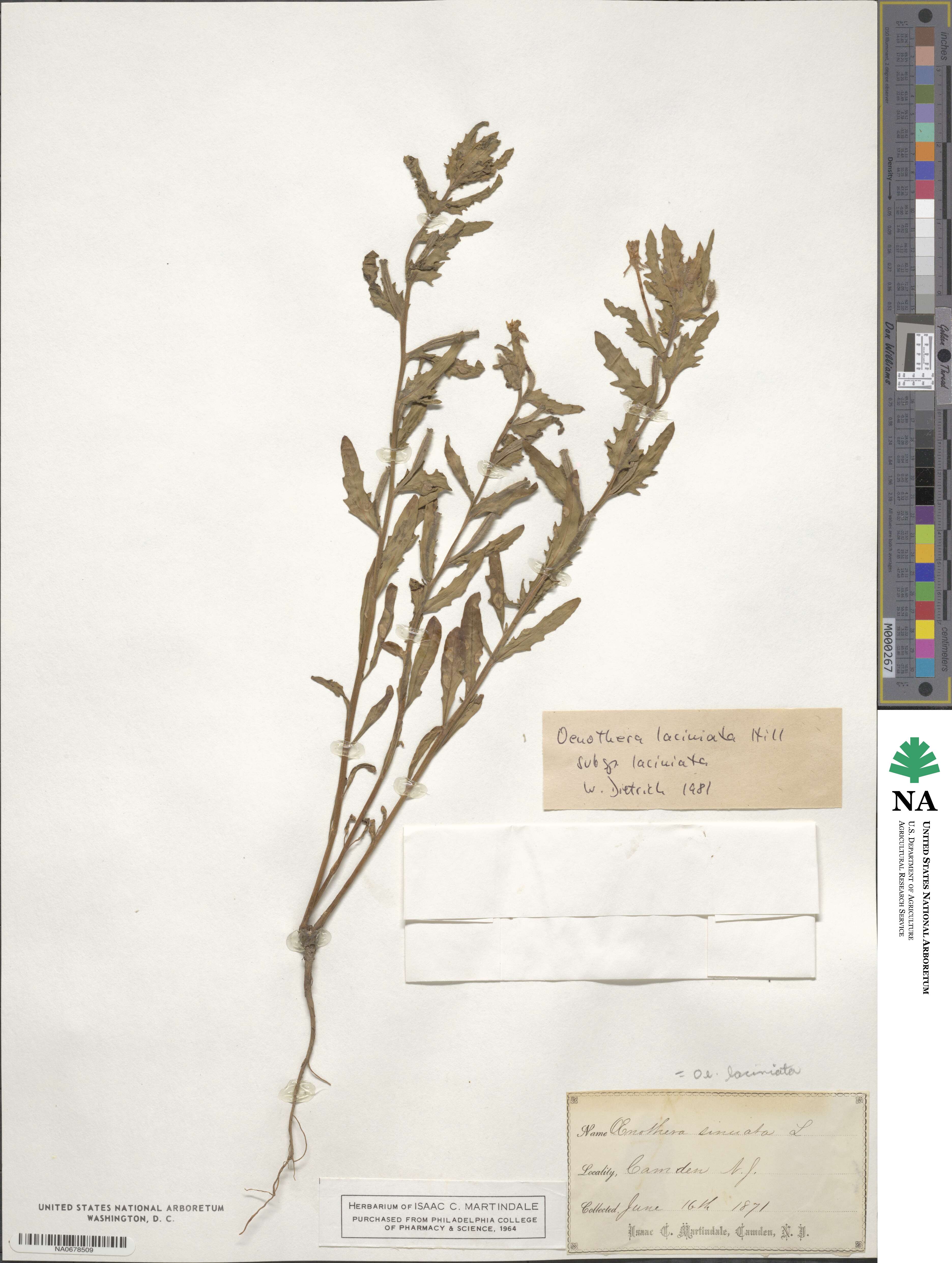 Oenothera laciniata image