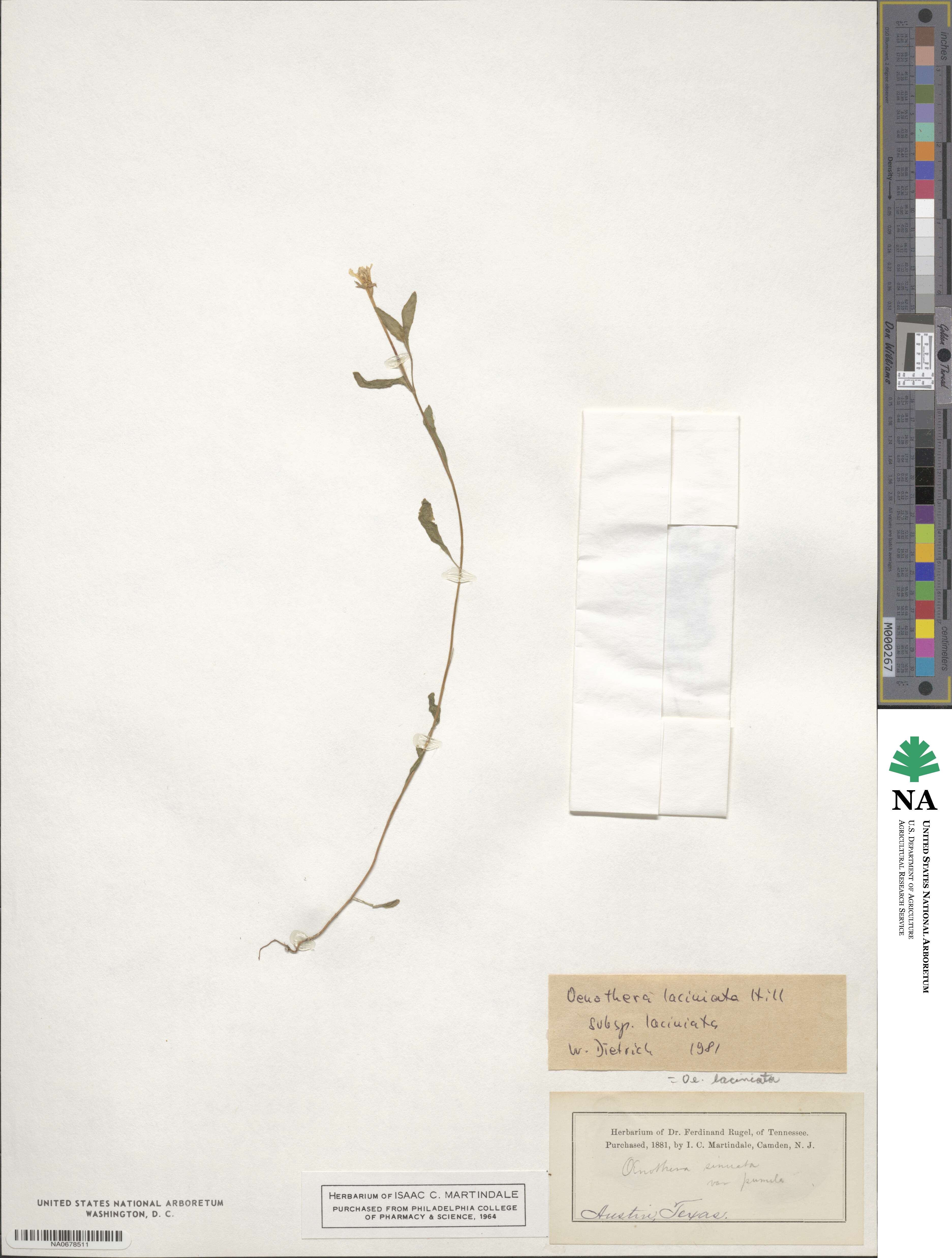 Oenothera laciniata image