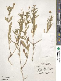 Oenothera laciniata image