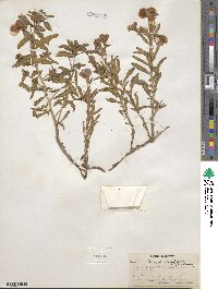 Oenothera latifolia image