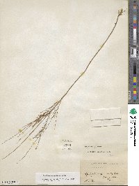 Oenothera linifolia image