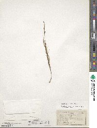 Oenothera linifolia image