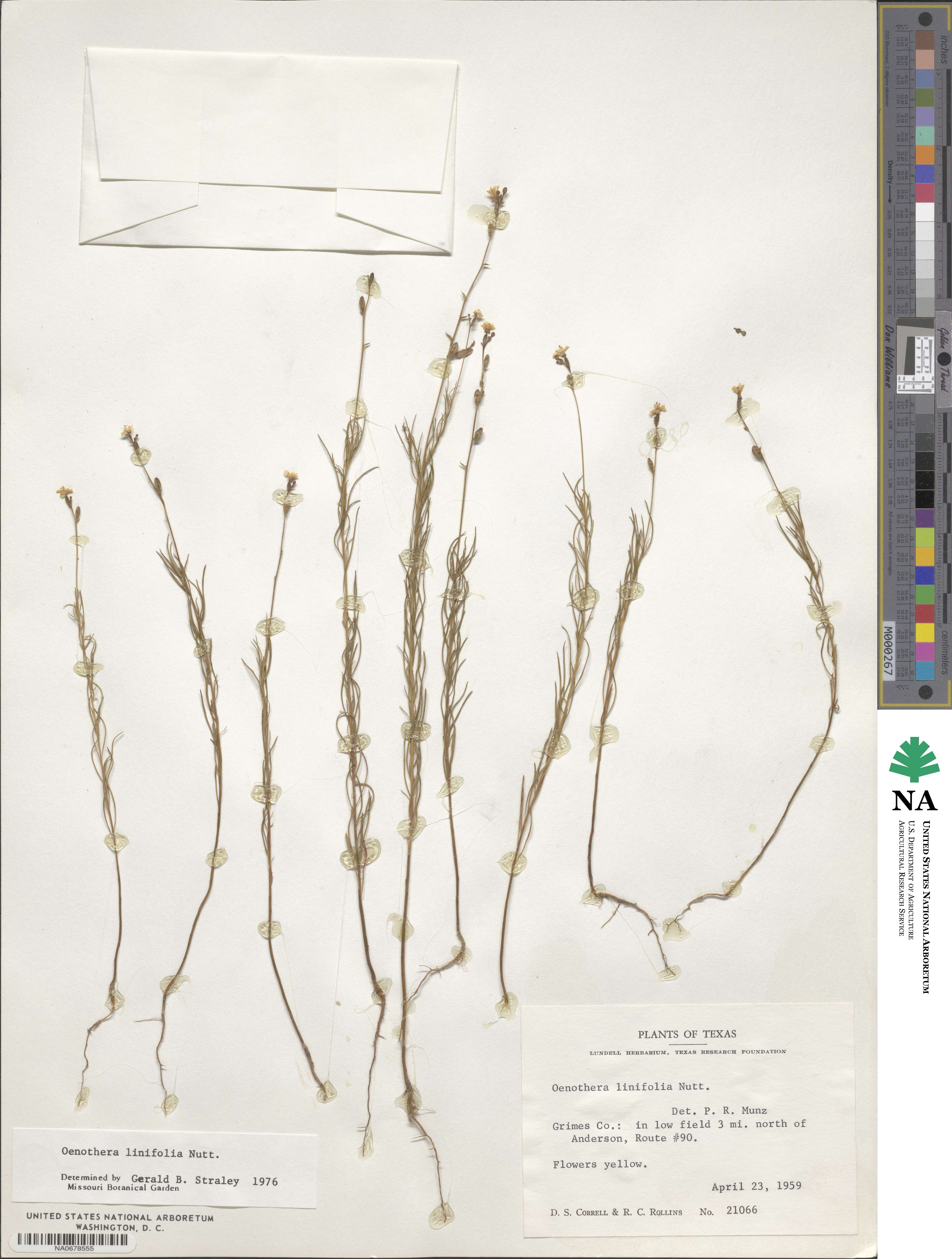 Oenothera linifolia image