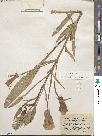 Oenothera longissima image