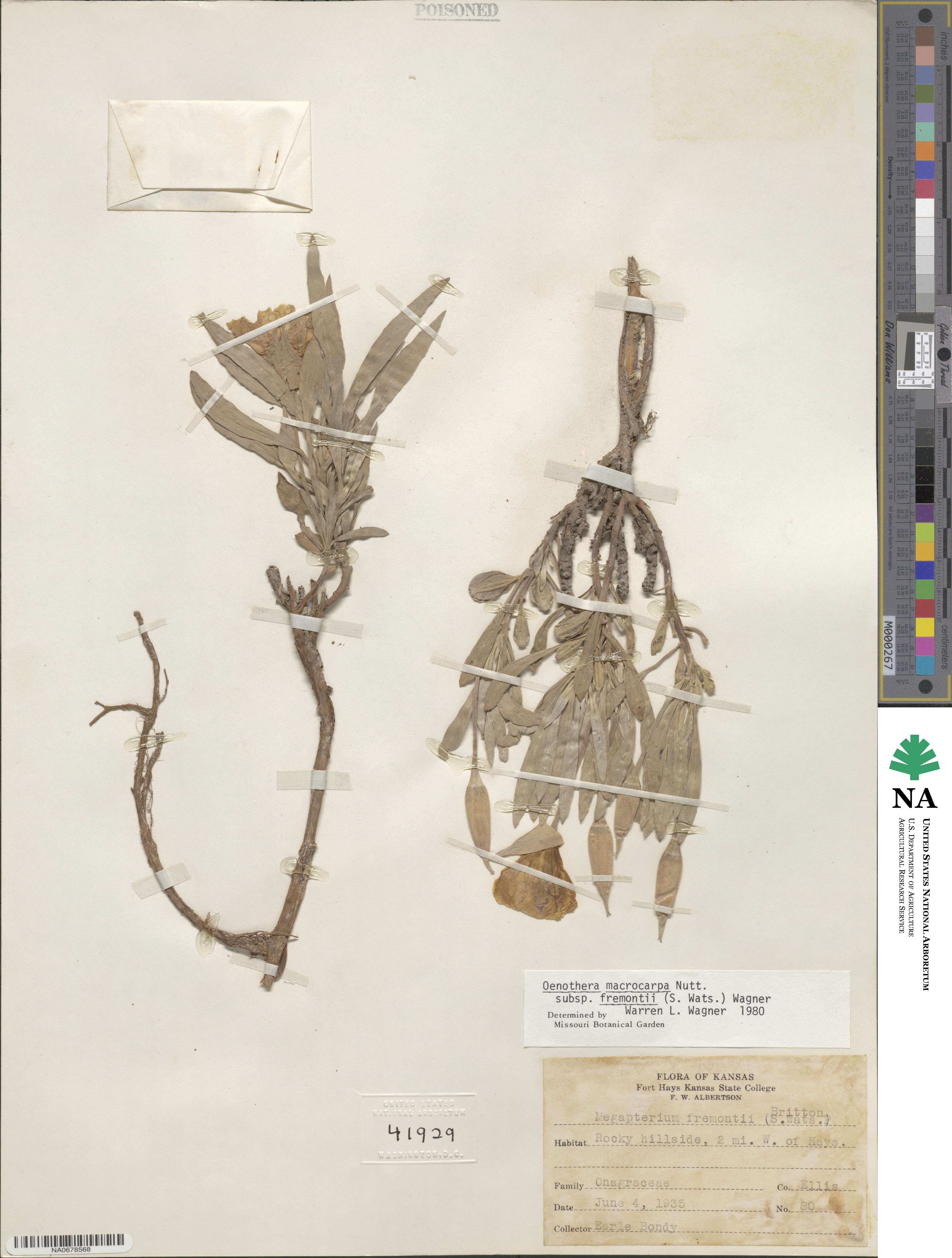 Oenothera macrocarpa subsp. fremontii image