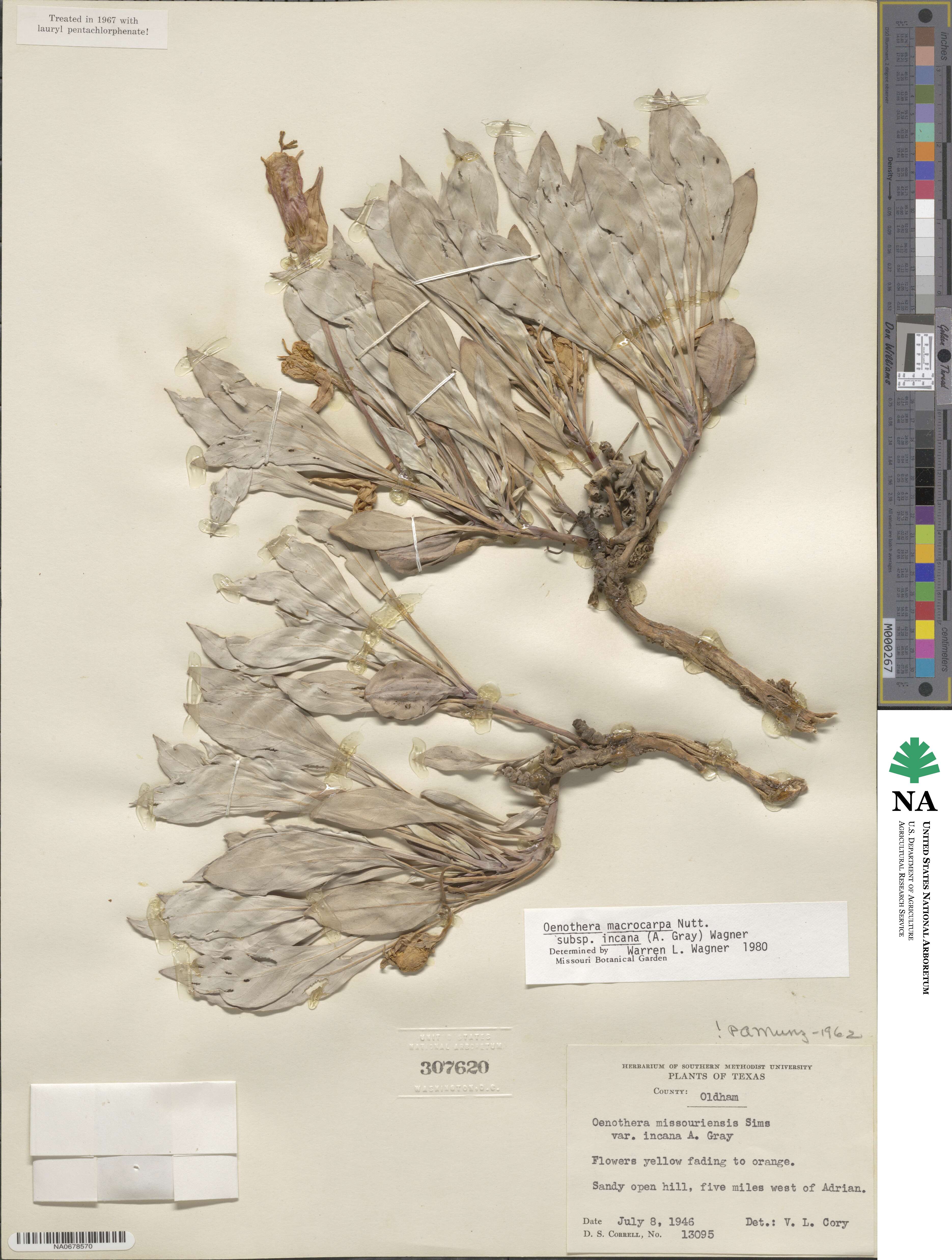 Oenothera macrocarpa subsp. incana image