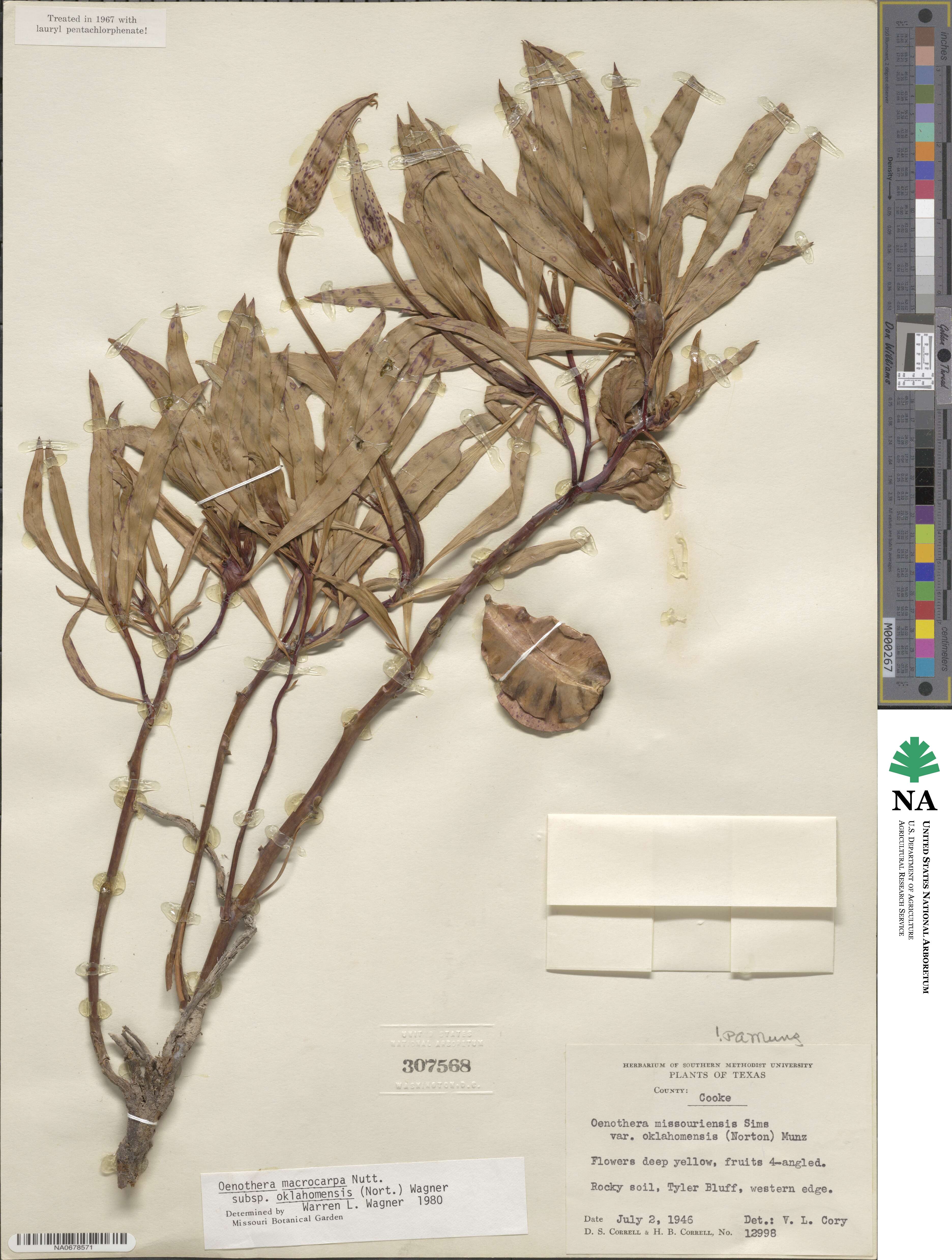 Oenothera macrocarpa subsp. oklahomensis image