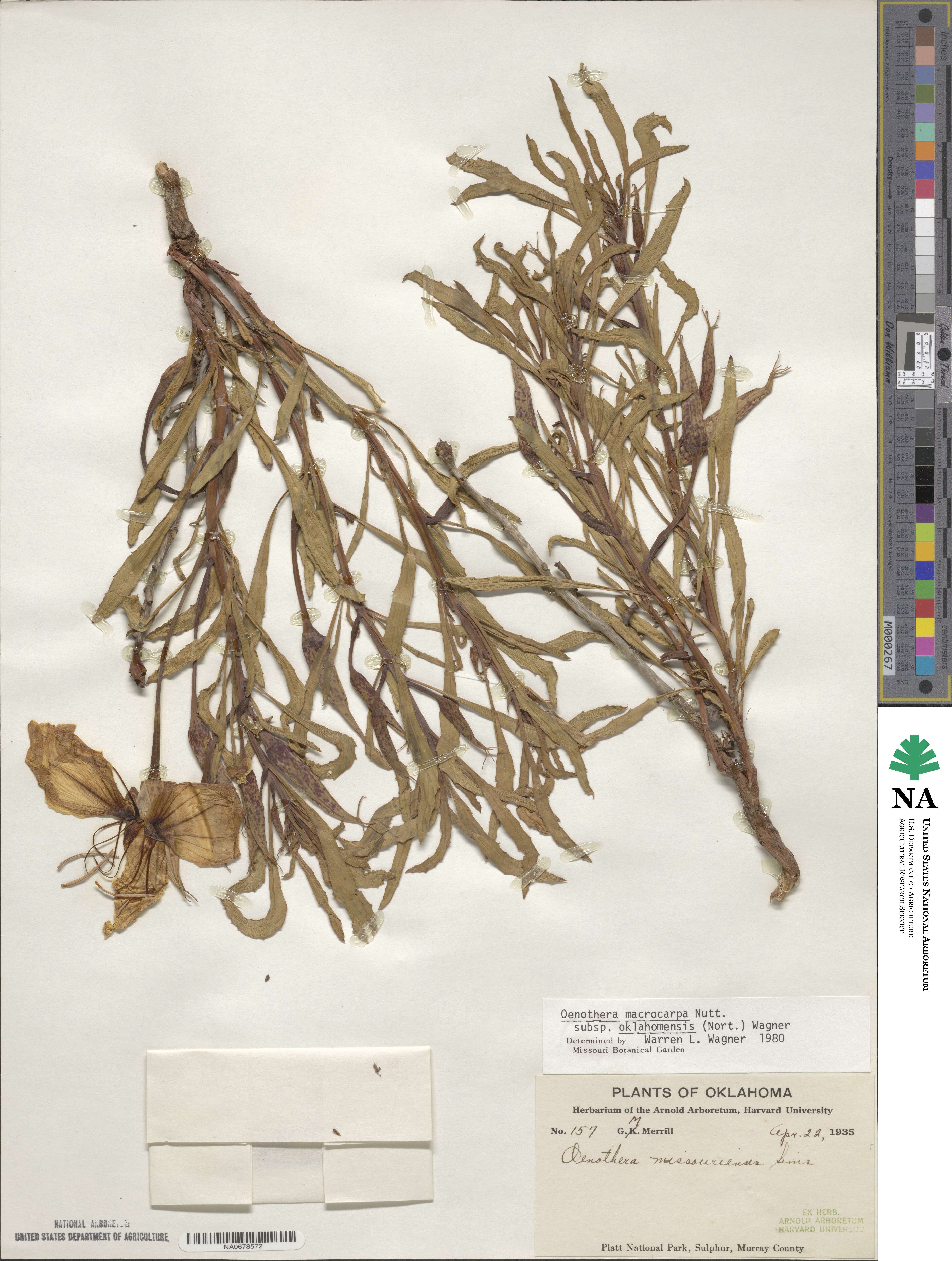 Oenothera macrocarpa subsp. oklahomensis image