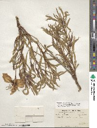 Oenothera macrocarpa subsp. oklahomensis image