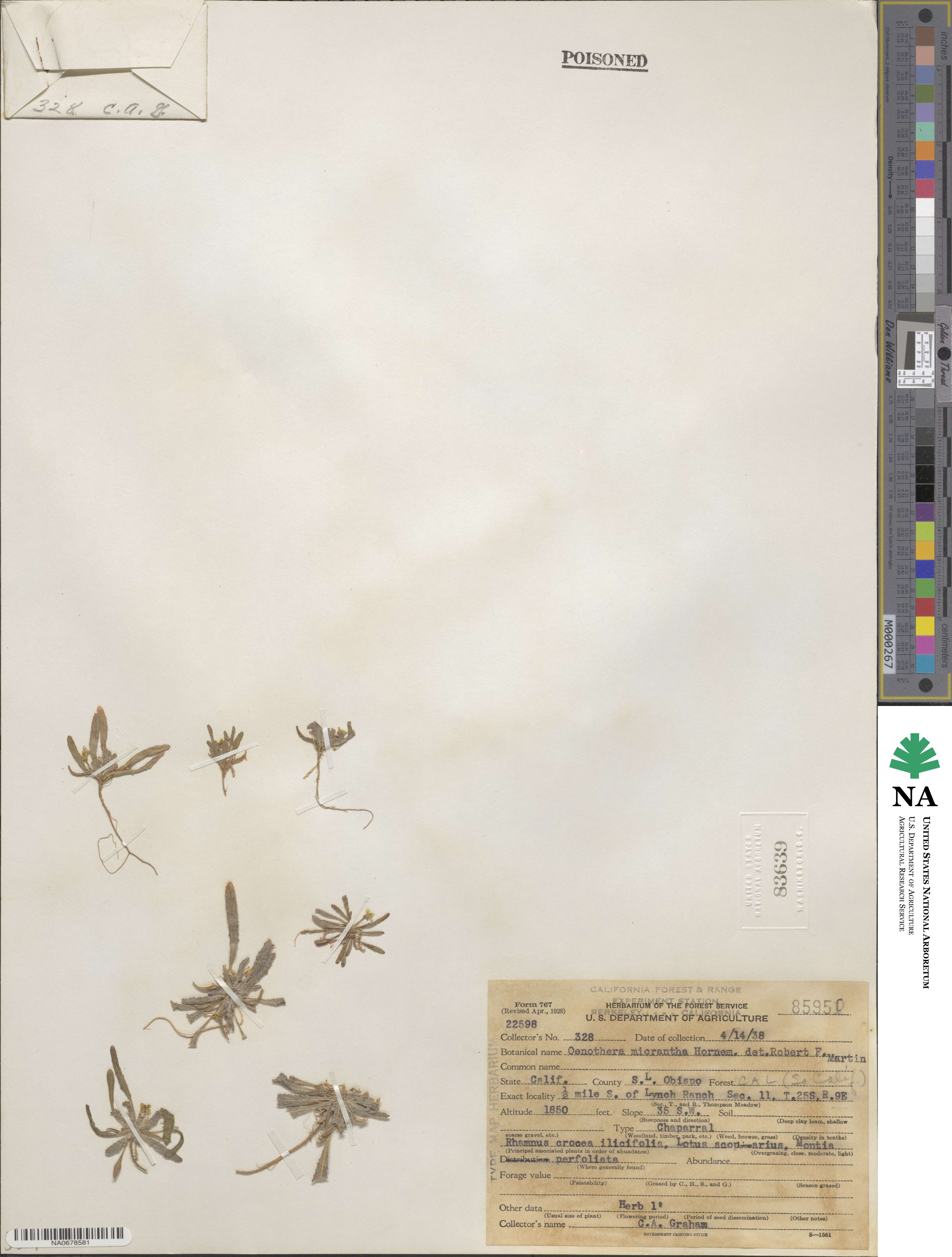 Oenothera micrantha image