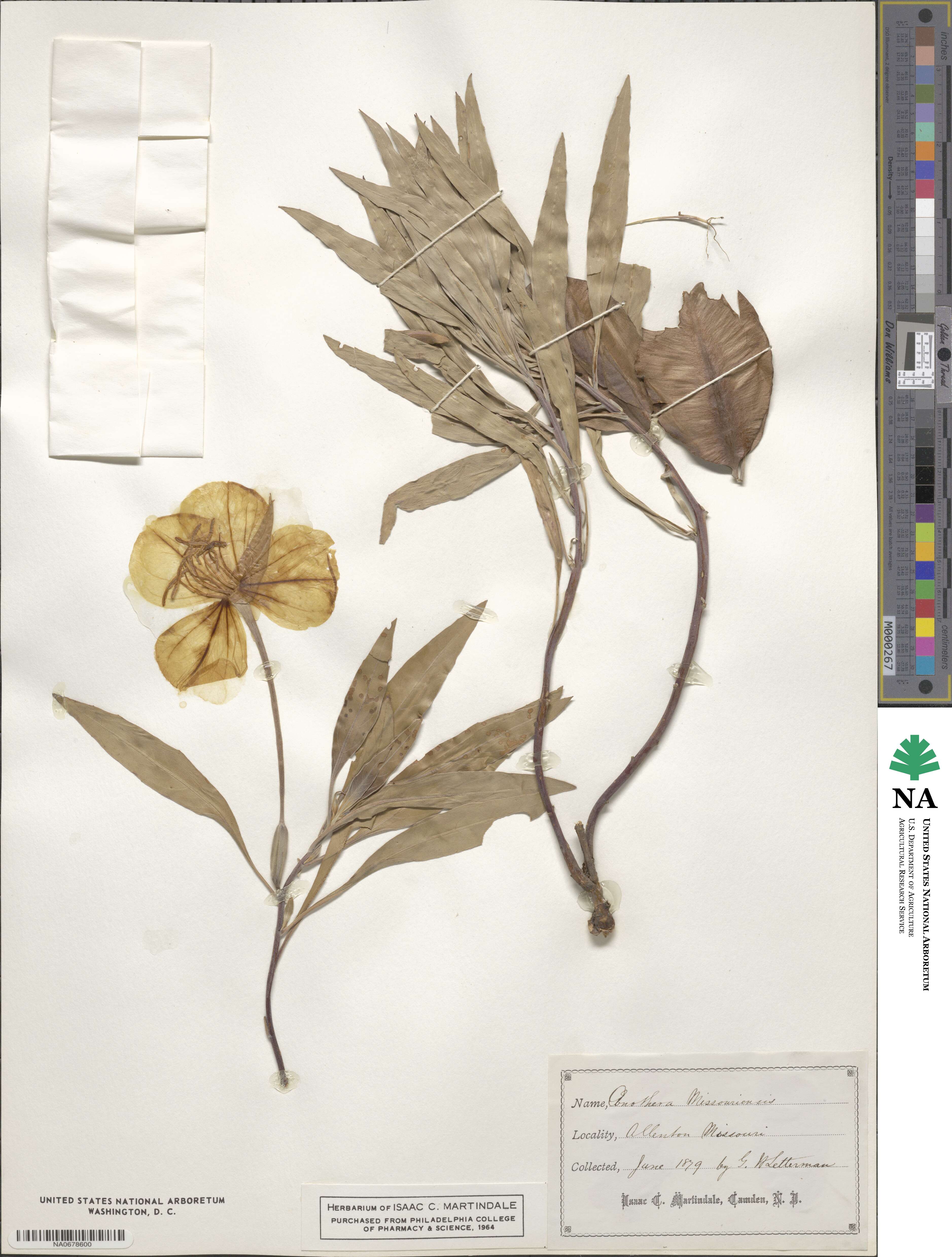 Oenothera macrocarpa subsp. macrocarpa image