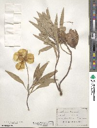 Oenothera macrocarpa subsp. macrocarpa image