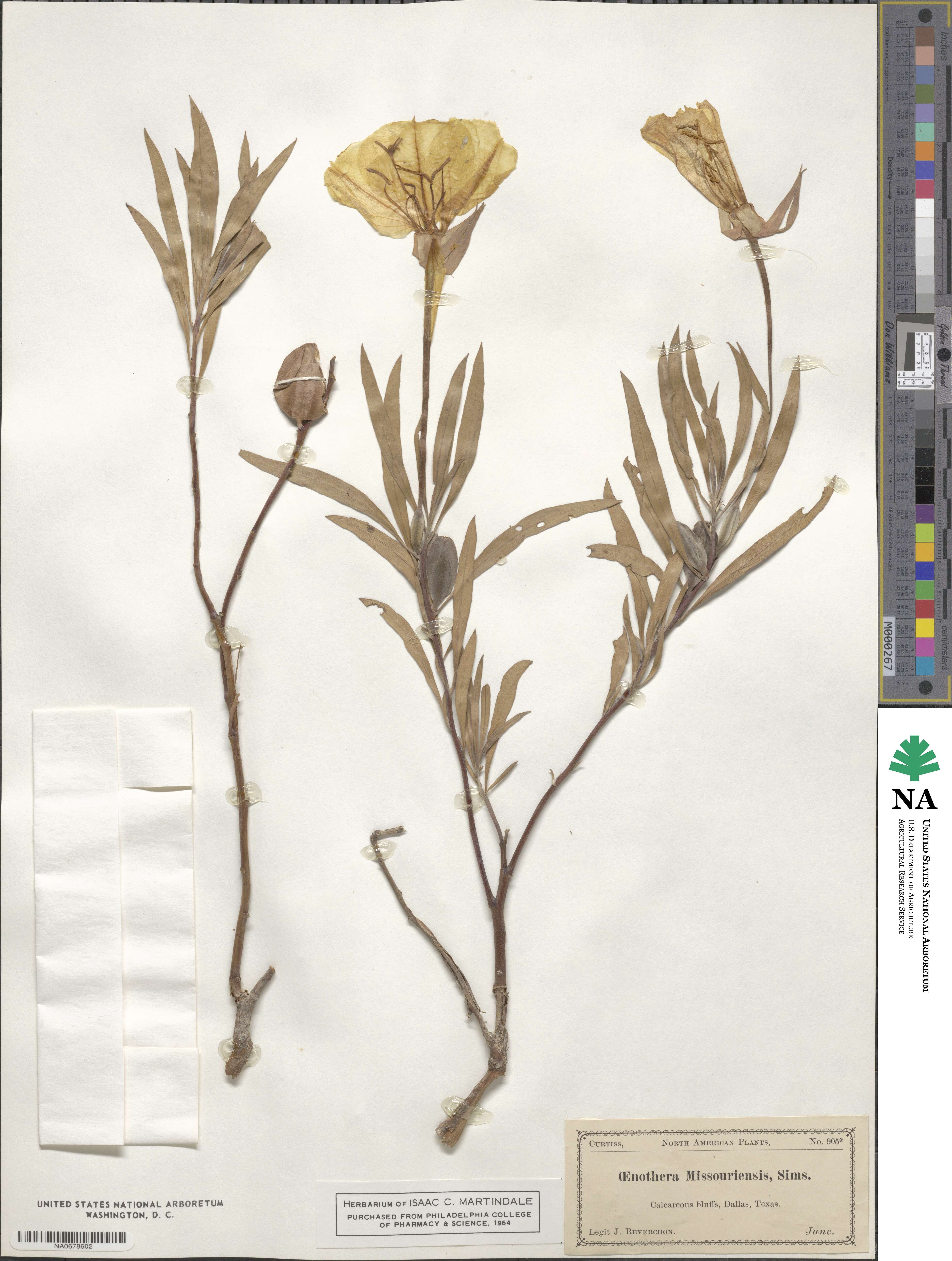 Oenothera macrocarpa subsp. macrocarpa image