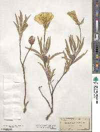 Oenothera macrocarpa subsp. macrocarpa image