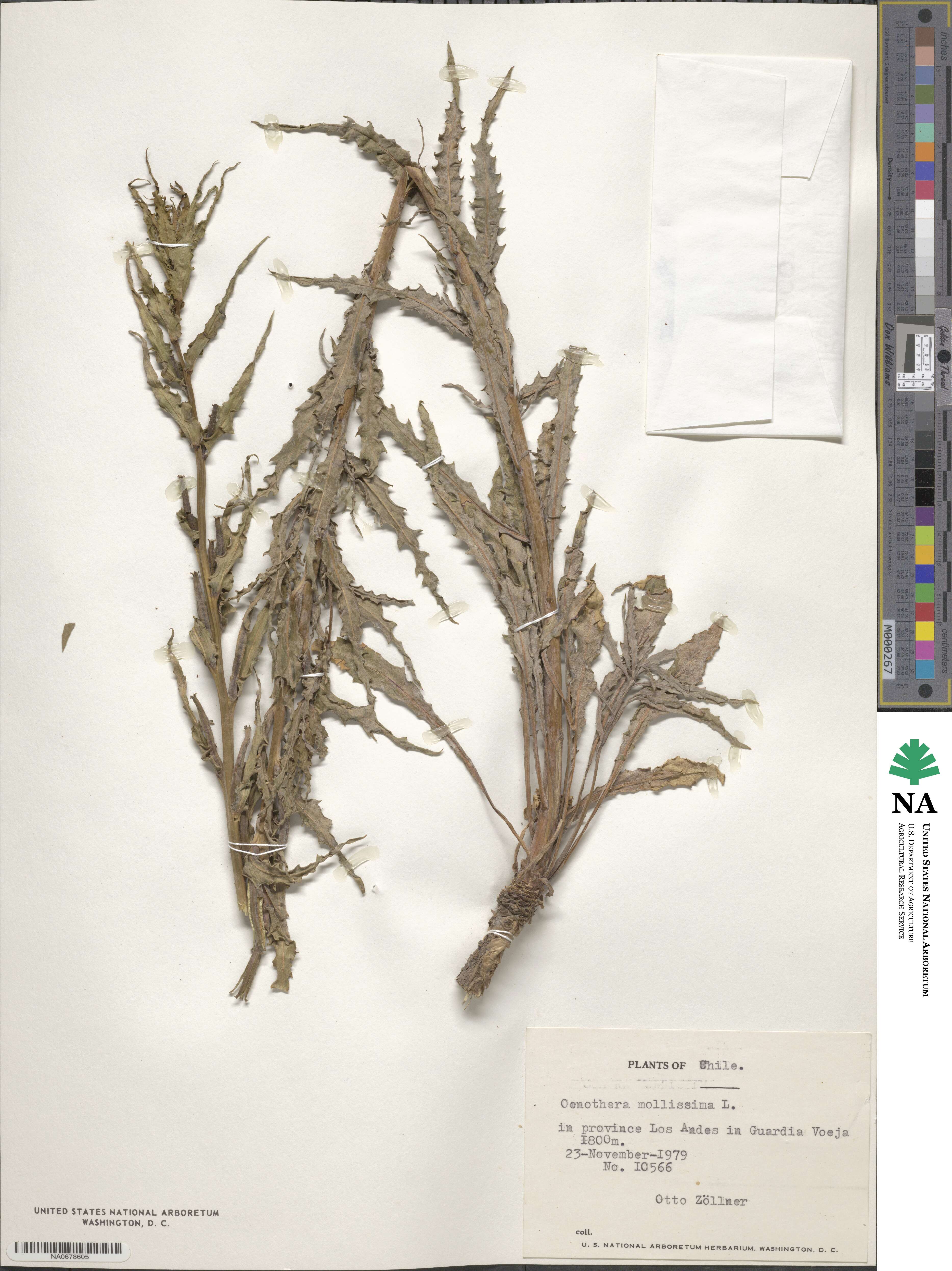 Oenothera mollissima image