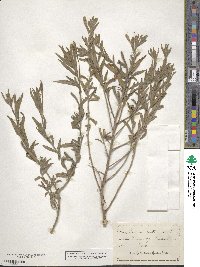 Oenothera mollissima image