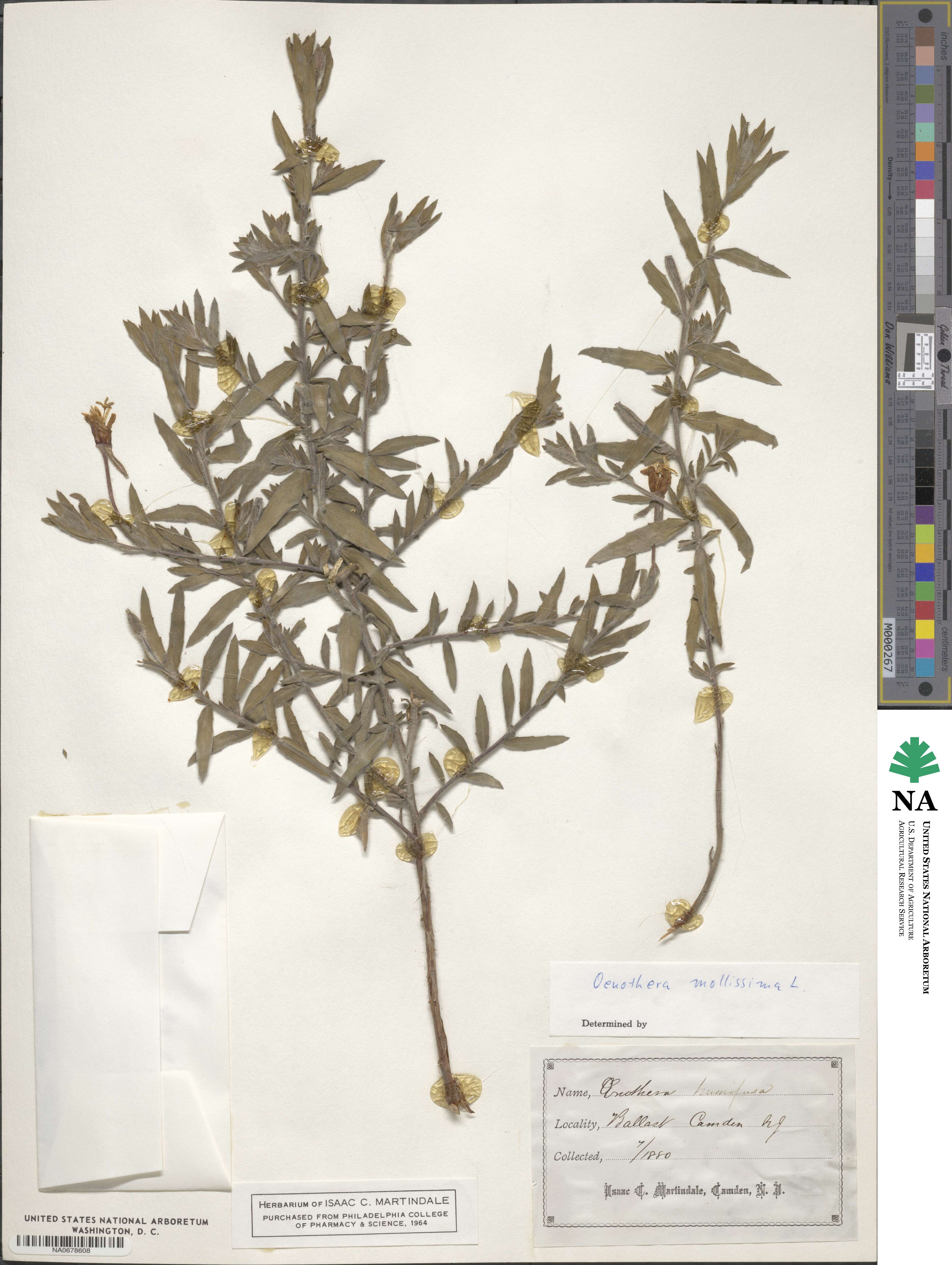 Oenothera mollissima image