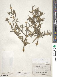 Oenothera mollissima image