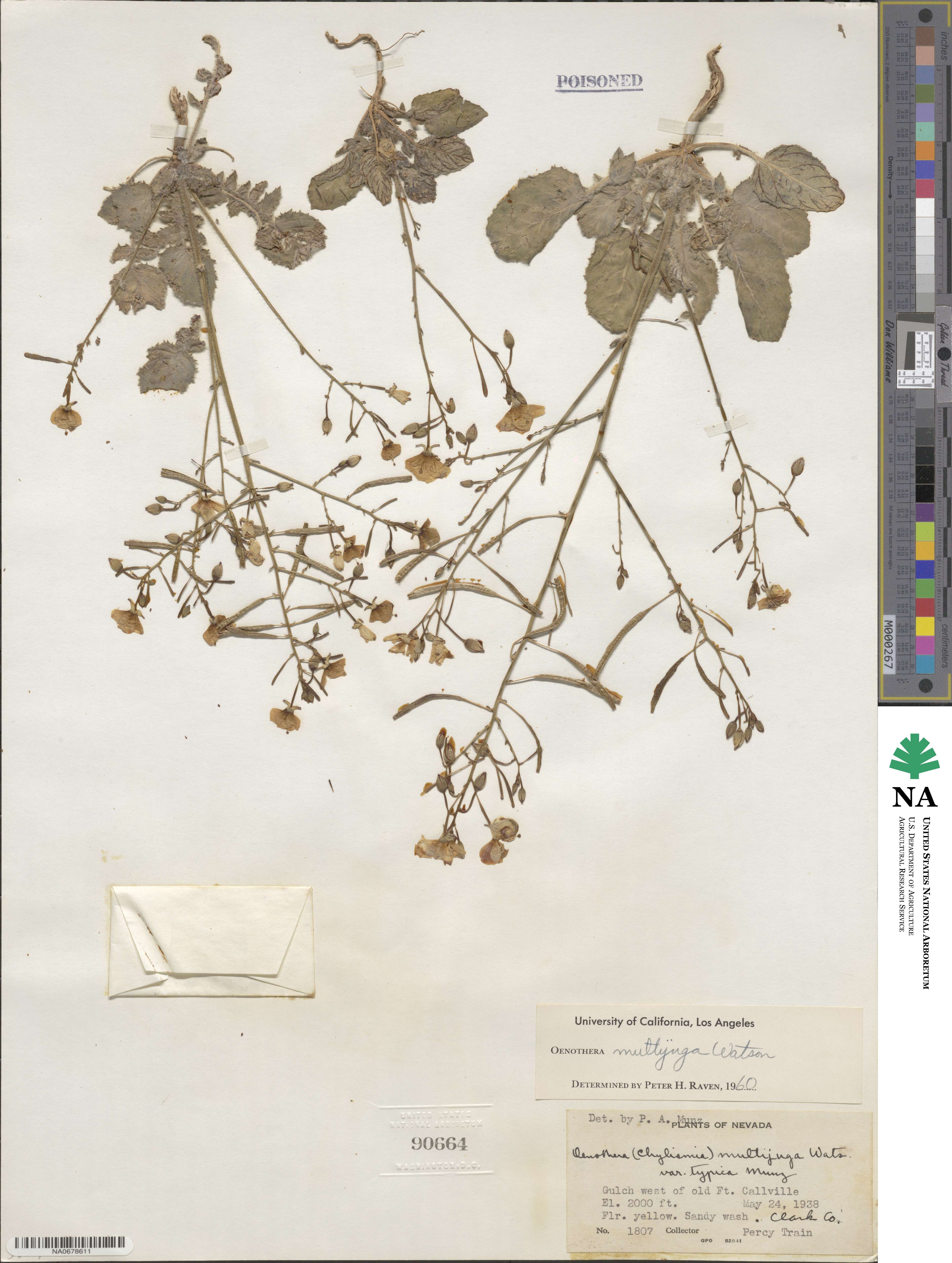 Chylismia multijuga image