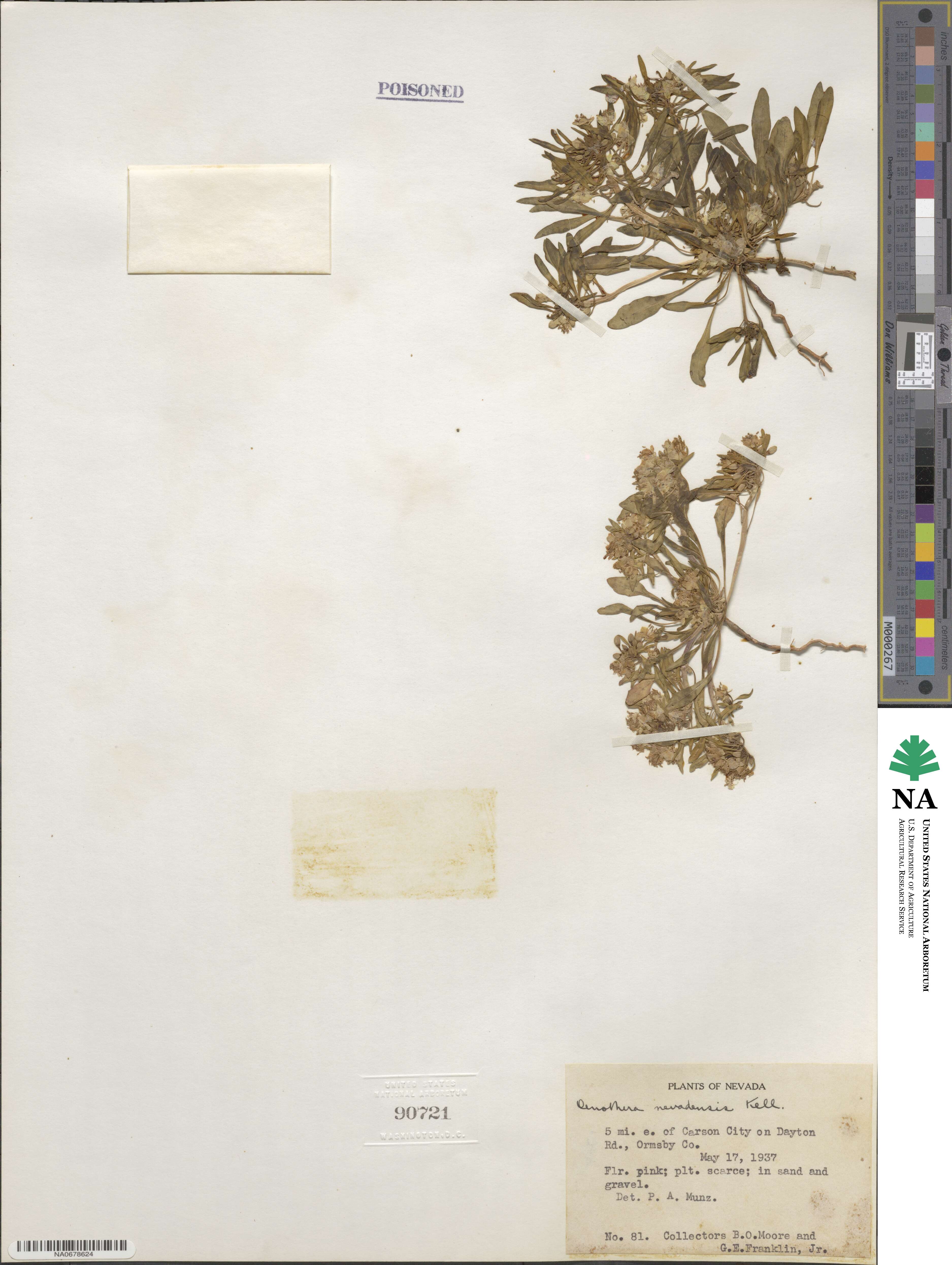Eremothera nevadensis image
