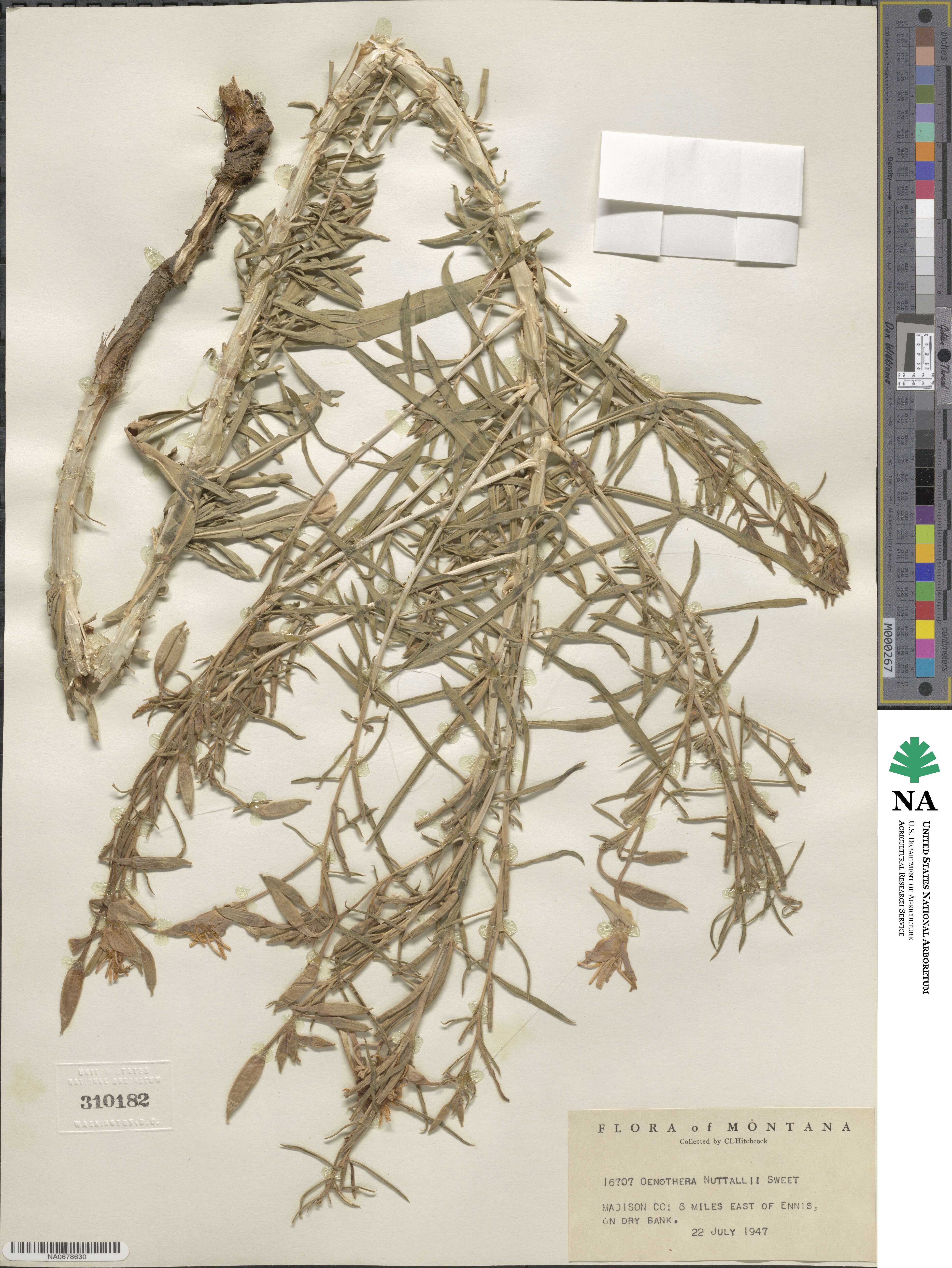 Oenothera nuttallii image