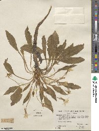 Taraxia ovata image