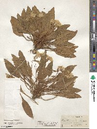 Taraxia ovata image