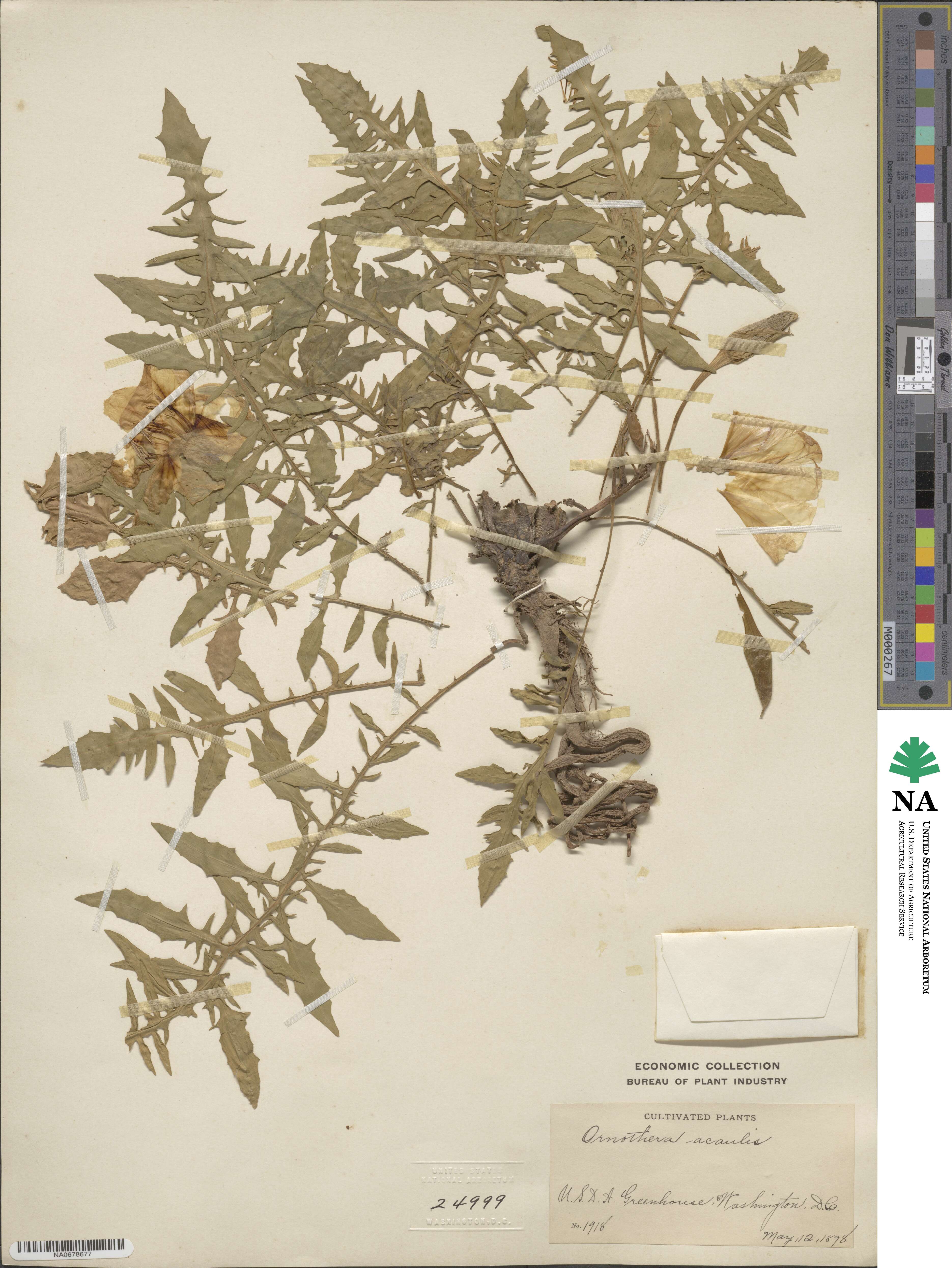 Oenothera acaulis image