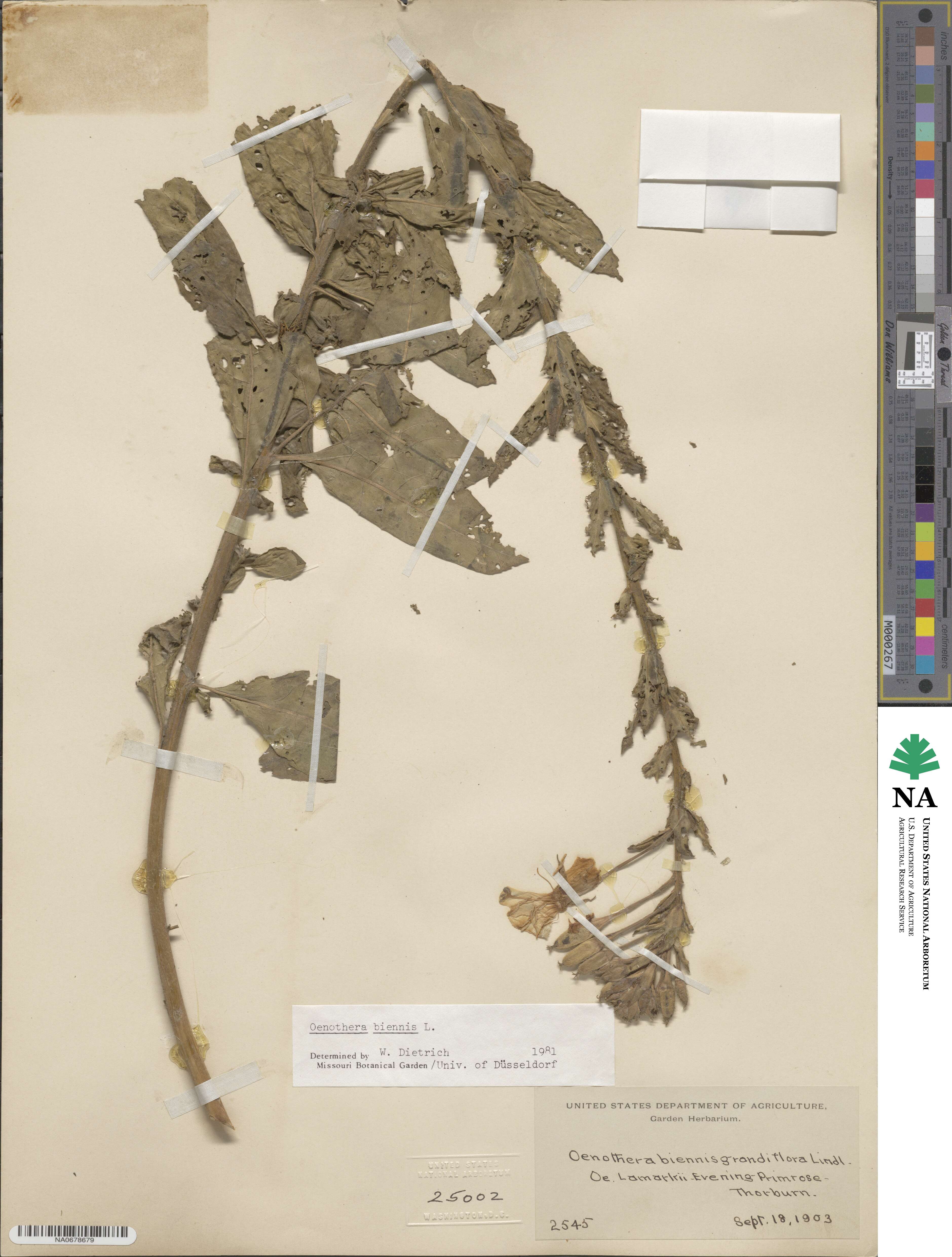 Oenothera biennis image