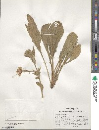 Oenothera biennis image