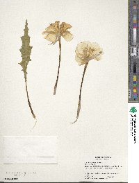 Epilobium subdentatum image