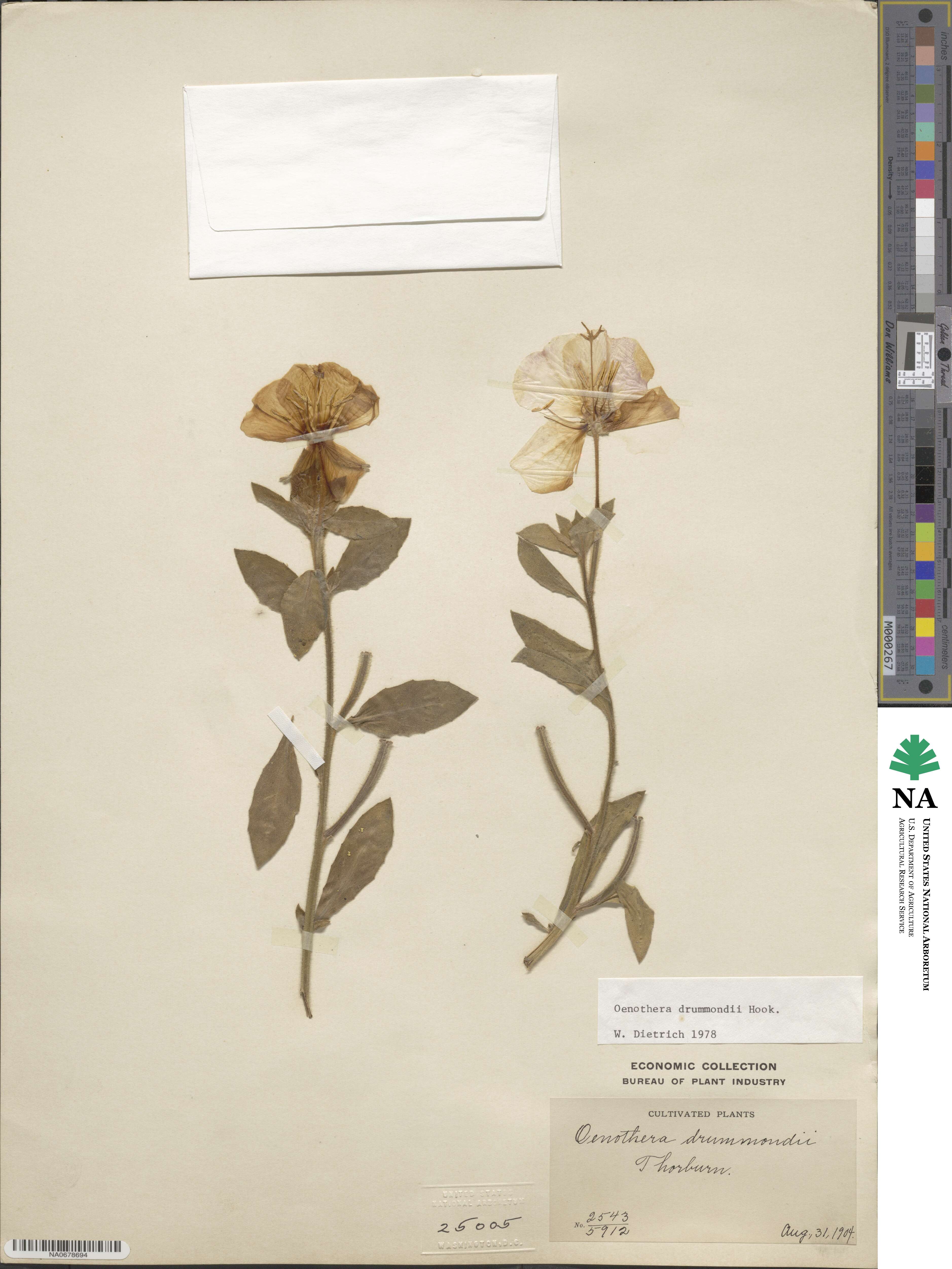 Oenothera drummondii image