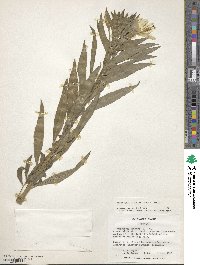 Oenothera elata image