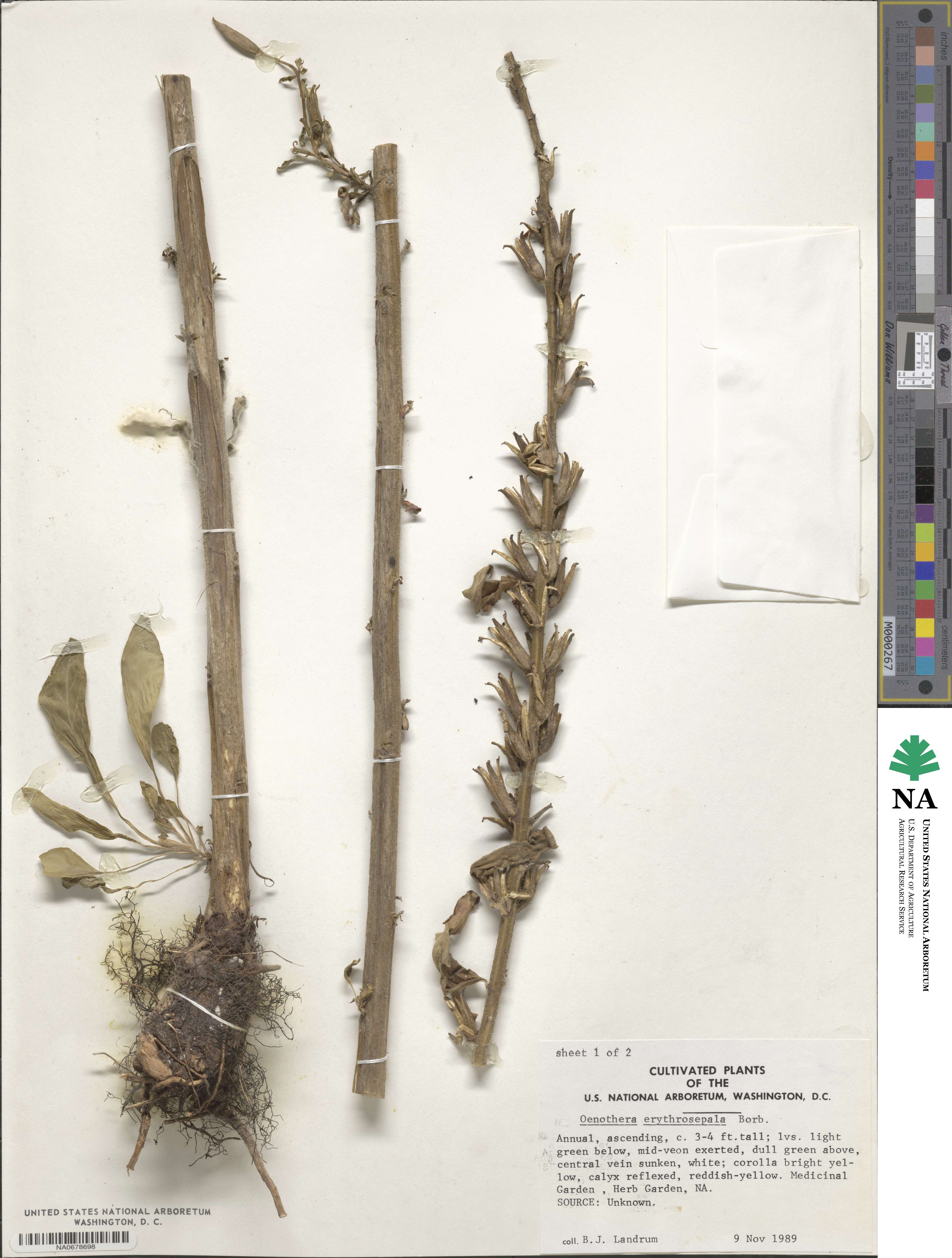 Oenothera glazioviana image